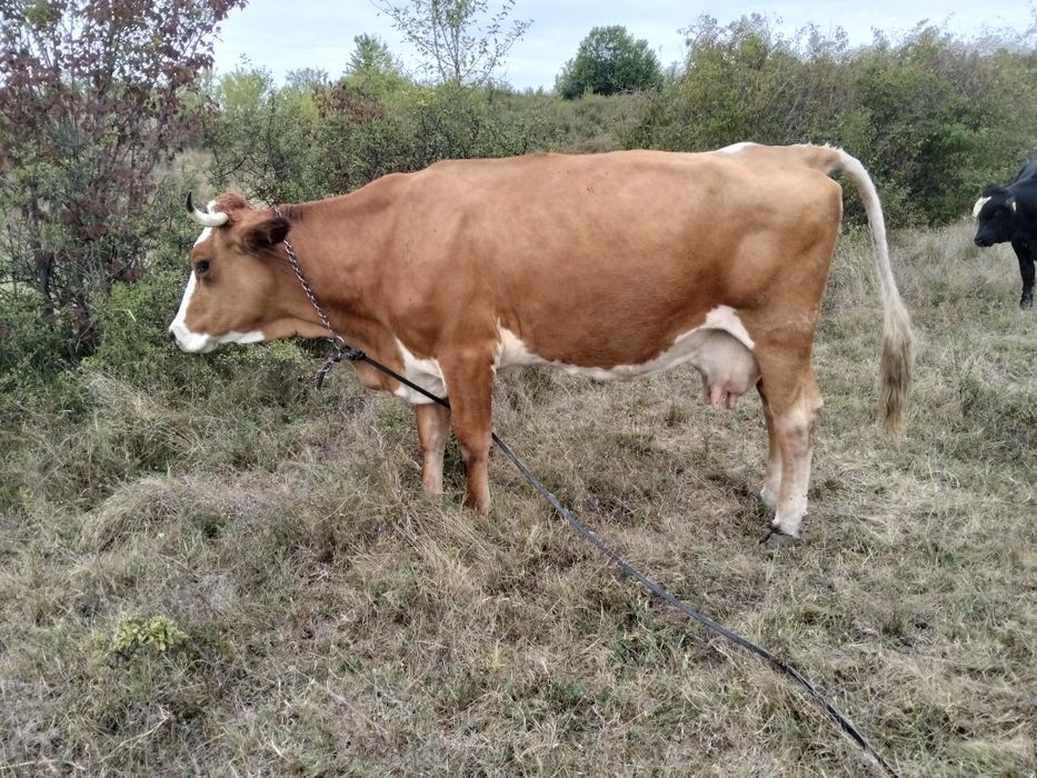 Vând vacă și vițel