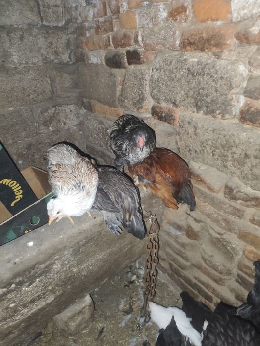 Găini cocoși tineri antre 70/300 depinde ce doriți