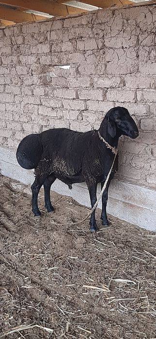 Хисори кучкор сотилади