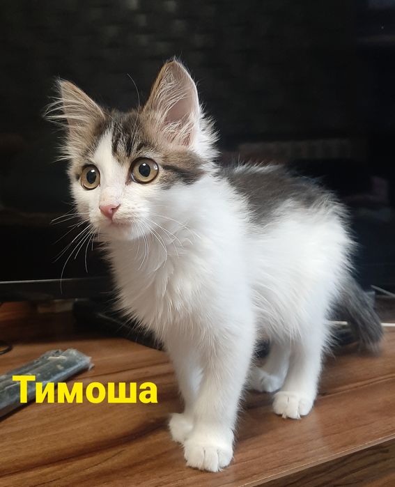 Отдам котят в добрые руки.