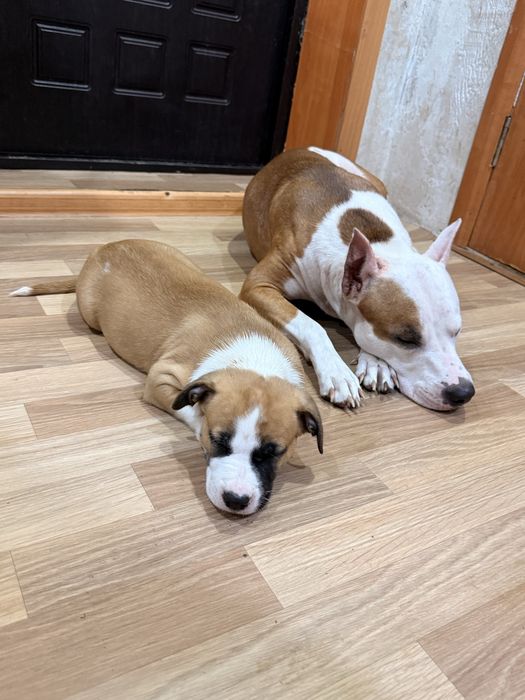 Щенки питбуля девочки