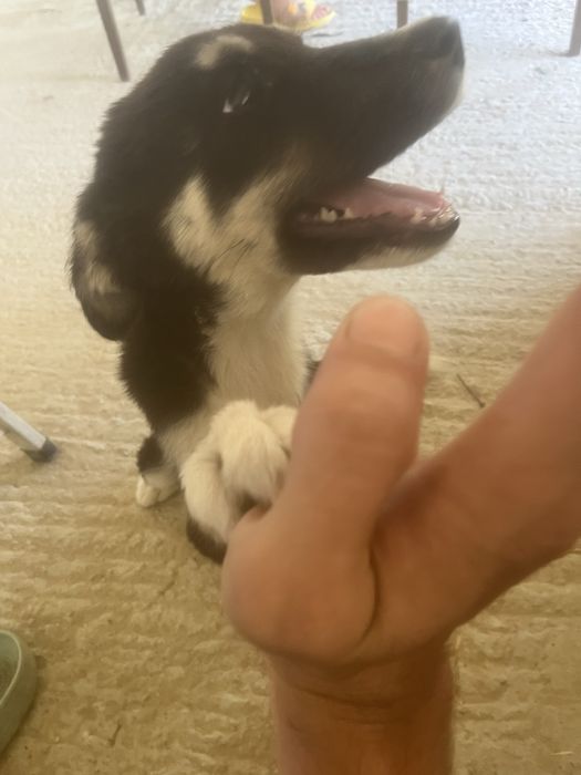 Donez spre adoptie pui de husky siberian. Somova, Tulcea.