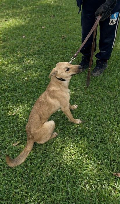 Подарим собачку девочку