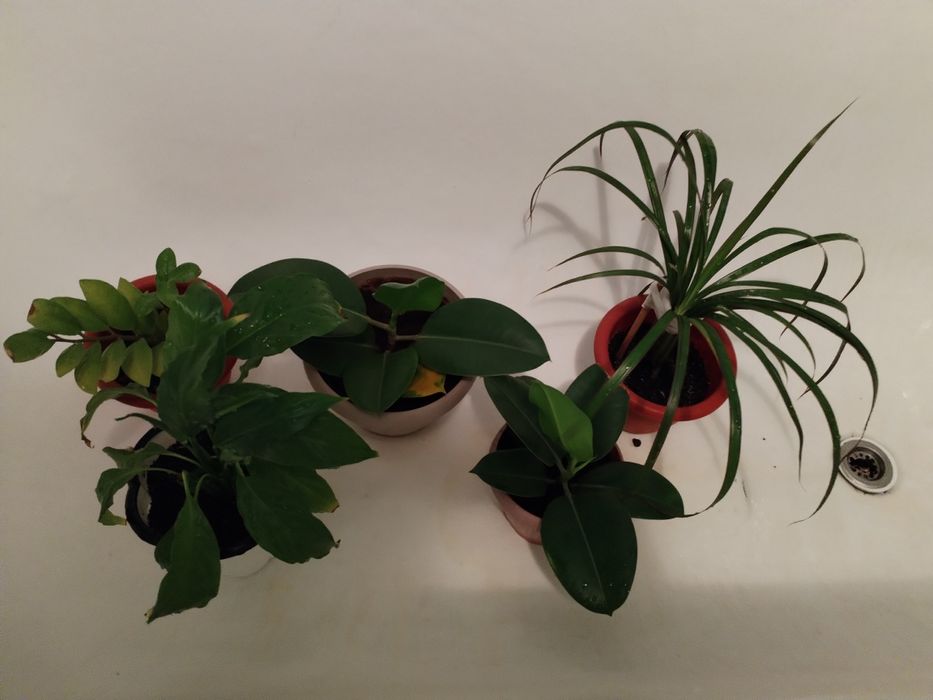 Гүл сатамын. Фотодагыдай әдемі