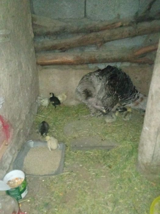 Индюшачьи птенцы