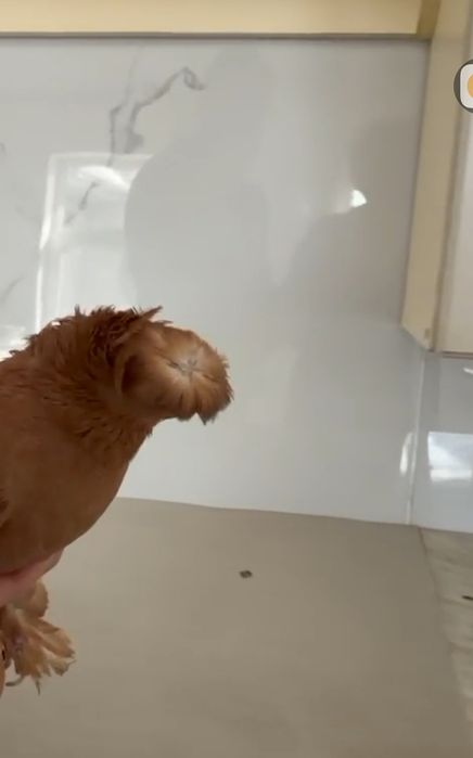 Продам голубей...