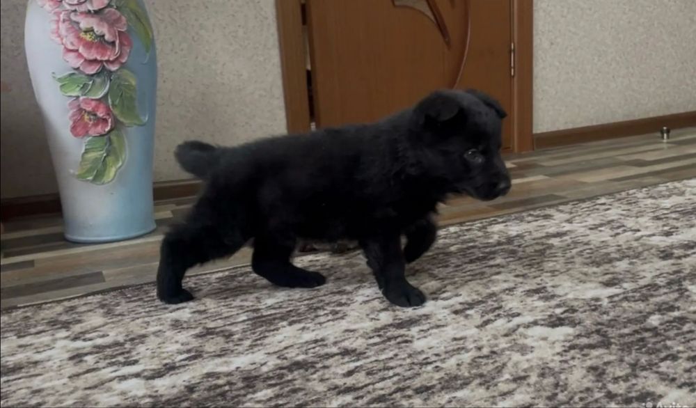 Продается щенок немецкой овчарки.