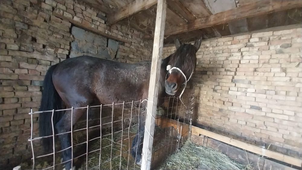 Айгыр сатылады обмен машына бар