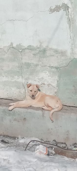 Подарю красивых щенков. Г.РУДНЫЙ.