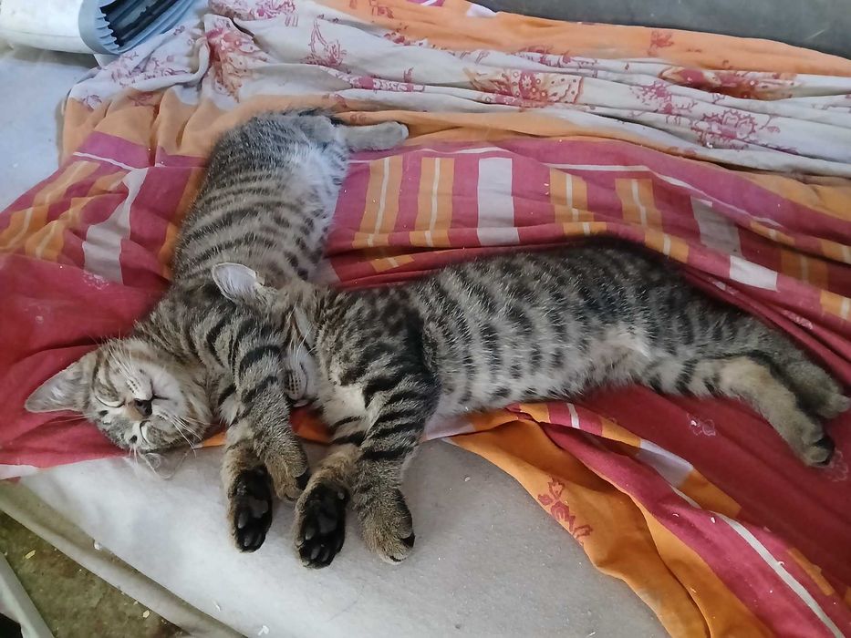 подарявам 3 котарака на два месеца и половина