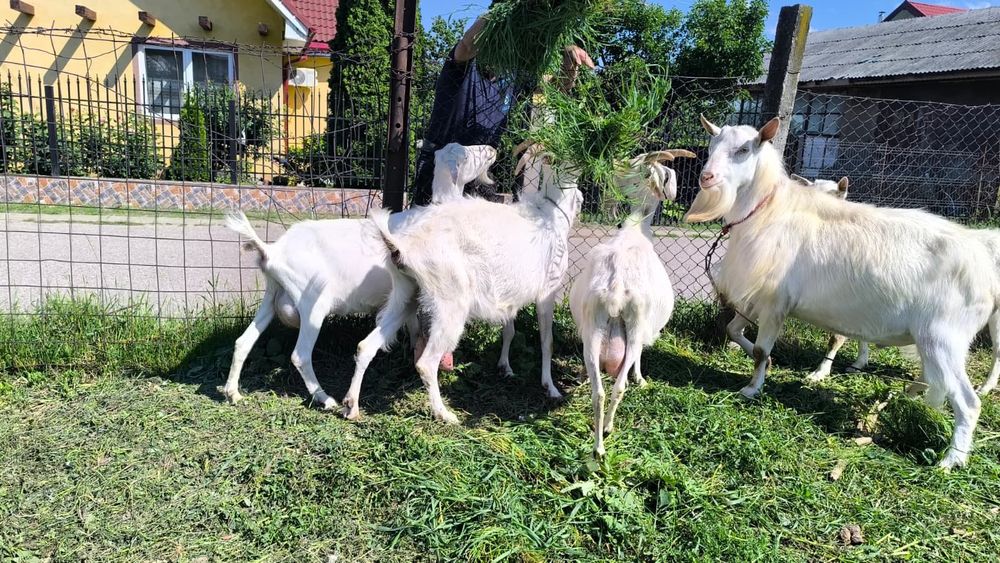 Capre, iezi și țap saneen
