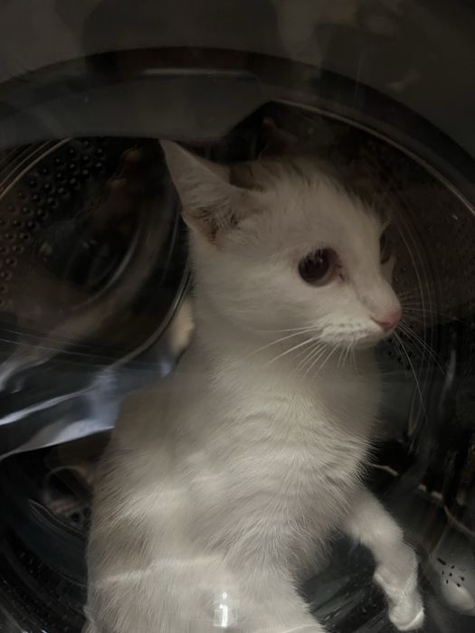 отдам в хорошие руки, девочка