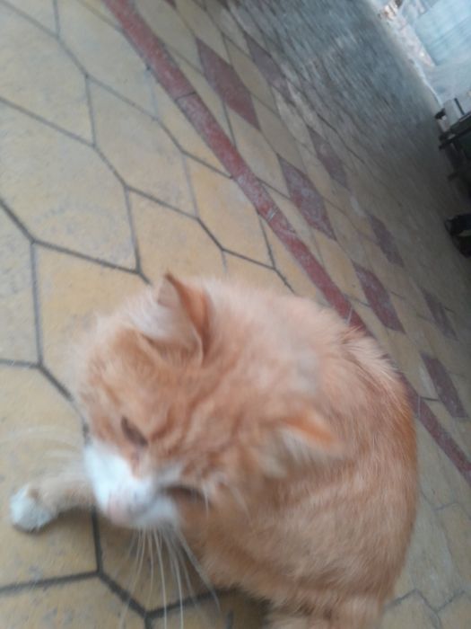 Мушук  сотилади.