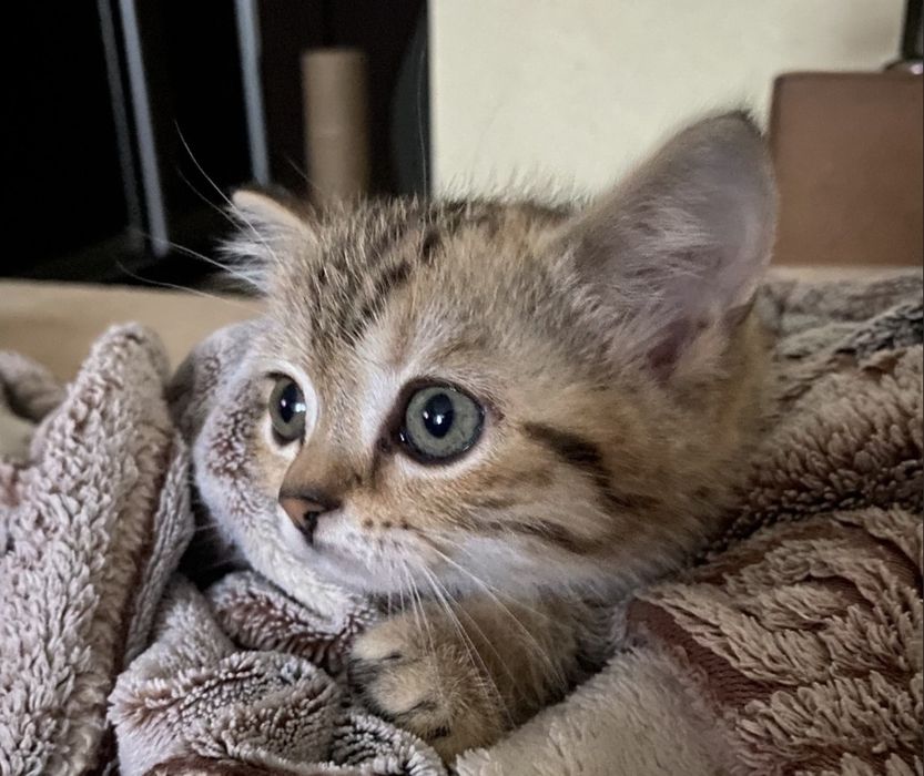 Котята бриьанские девочки