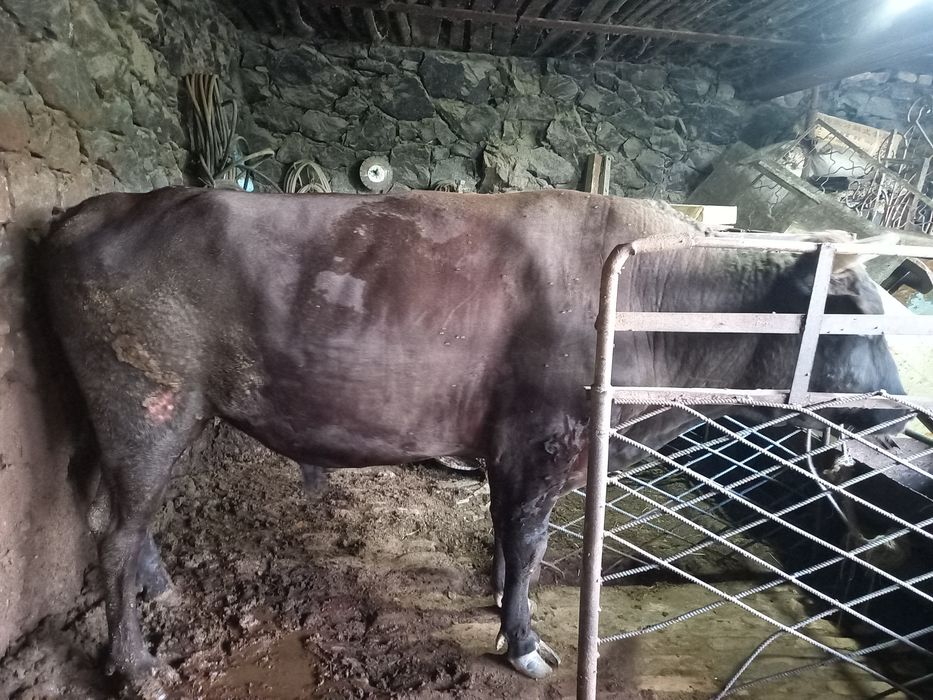 Мол сотилади 300.350 кг