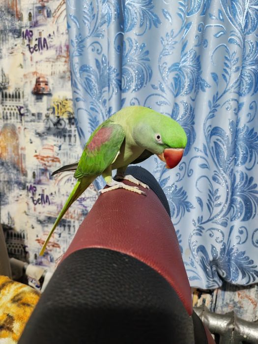 Попугай Александрийский