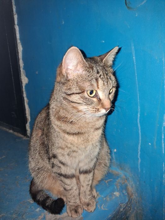 Кошечка бесплатно в добрые руки!