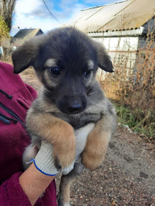 Отличные ребята - кутята