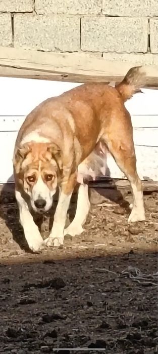 Алабай қаншық сатылады 3-туған.