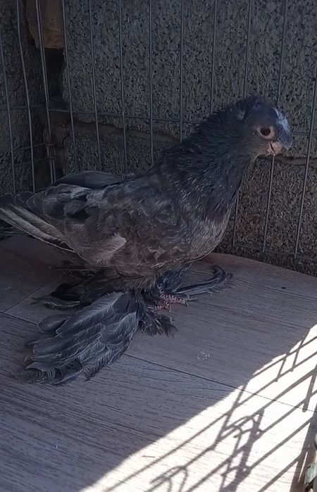 Челкар самец 6-7 месяцев