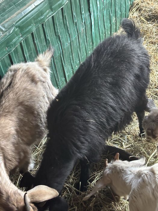 Козы англо-нубийские