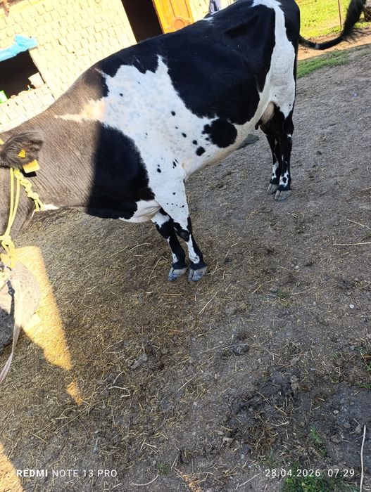 Сауын сиыр сатылады