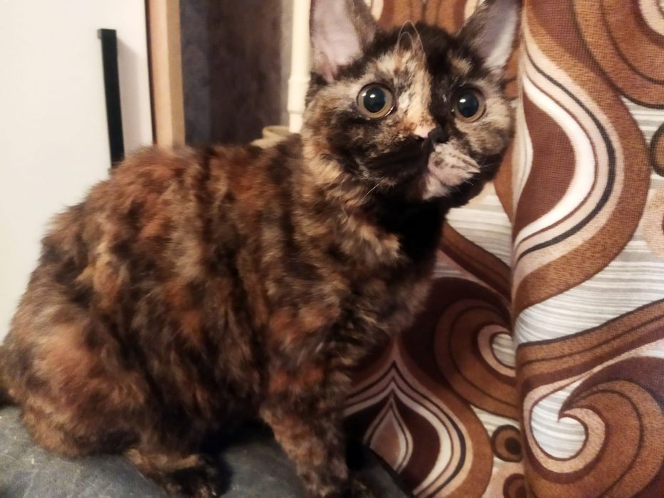 Котята Селкирк Рекс