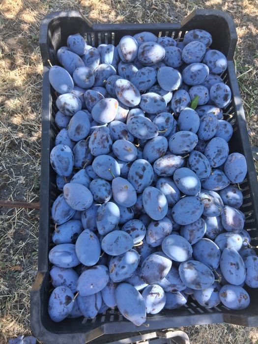 Prune mari și dulci