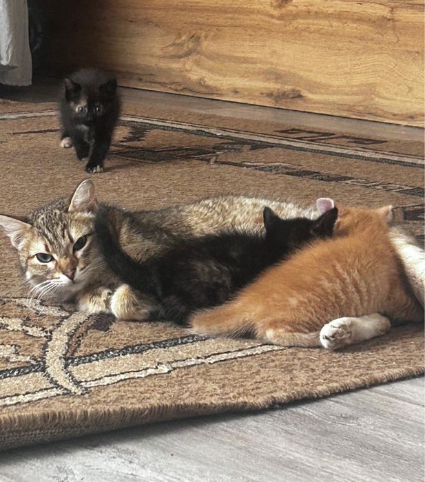 Котята в добрые руки