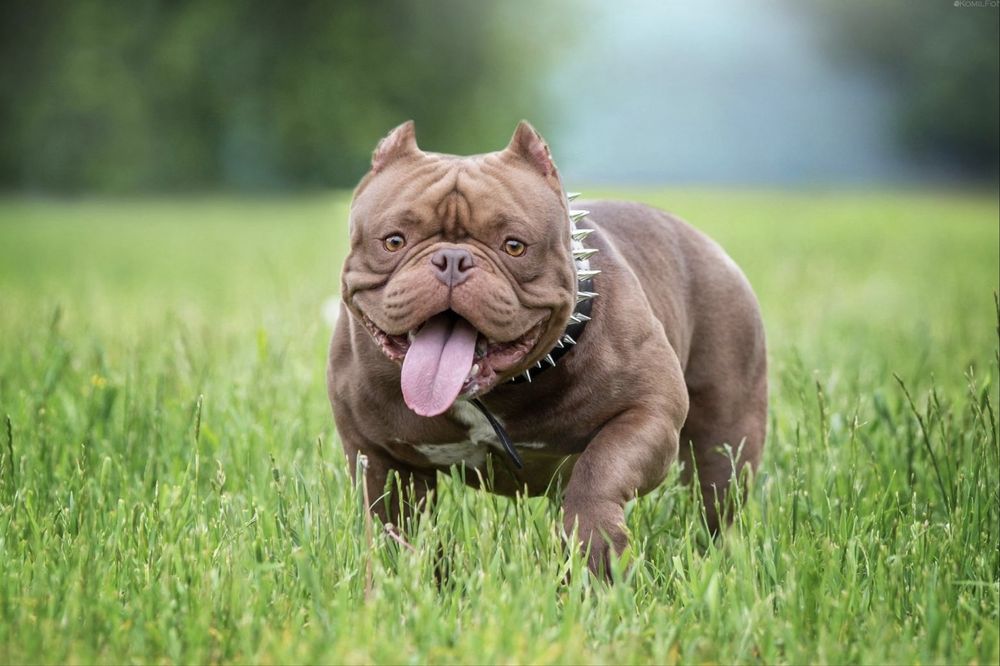 Американский булли щенки