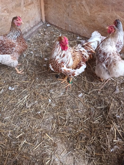 Gaini  wyandote sples