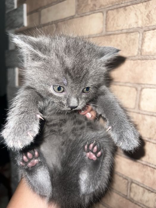 Котята смесь британцы !