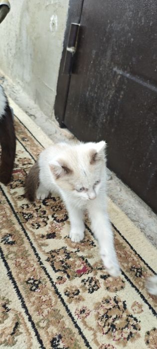 котенок девочка в добрые руки