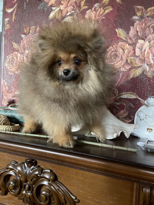 Щенки померанского шпица