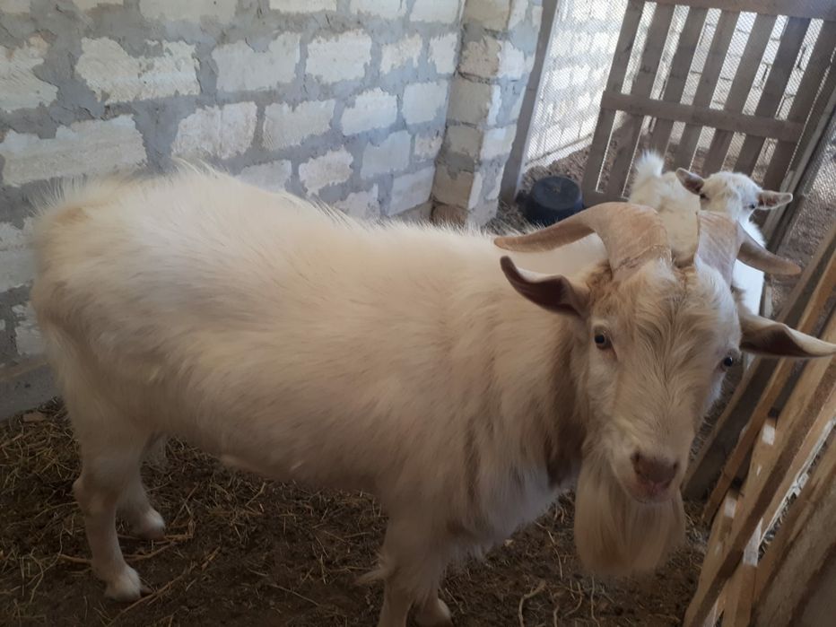 Асыл тукымды теке сатылады