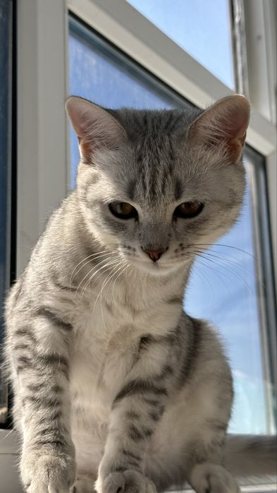 Домашний котенок котик Скоттиш-Страйт