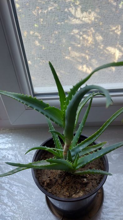 Алоэ лекарственное