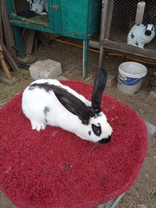 Vând iepuri fluture german! Livada de Bihor!