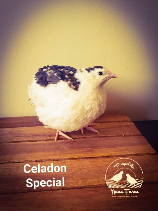 Oua de prepelita pentru incubat !