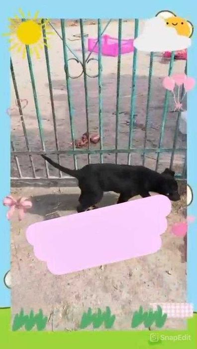 Щенкам нужен дом!