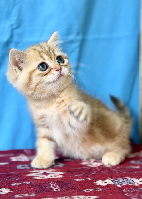 Золотая шиншилла. Мальчик