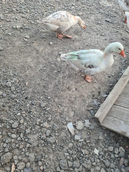 Gâște  românești