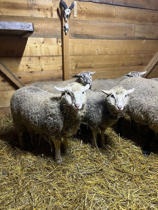 Oi metis Texel/ oi 2025/ oi Texel