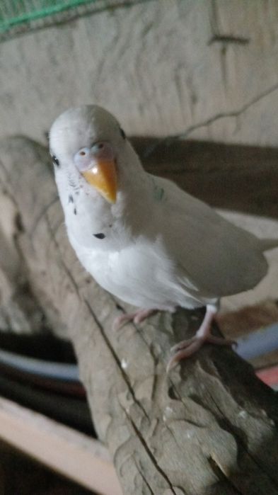 попугай, ЧИТАТЬ описание