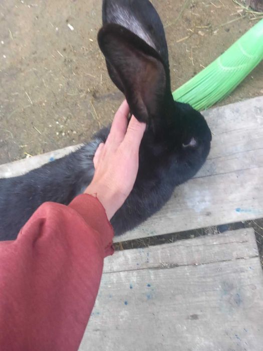 Vand sau schimb Mascul Urias German Negru 2 ani 8.5. 9 kg