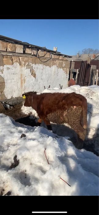 Ұрғашы тайынша сатылады 1 жасар