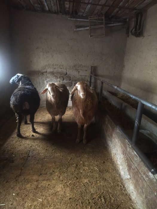 Арашан ва Эдильбай кучкорлар