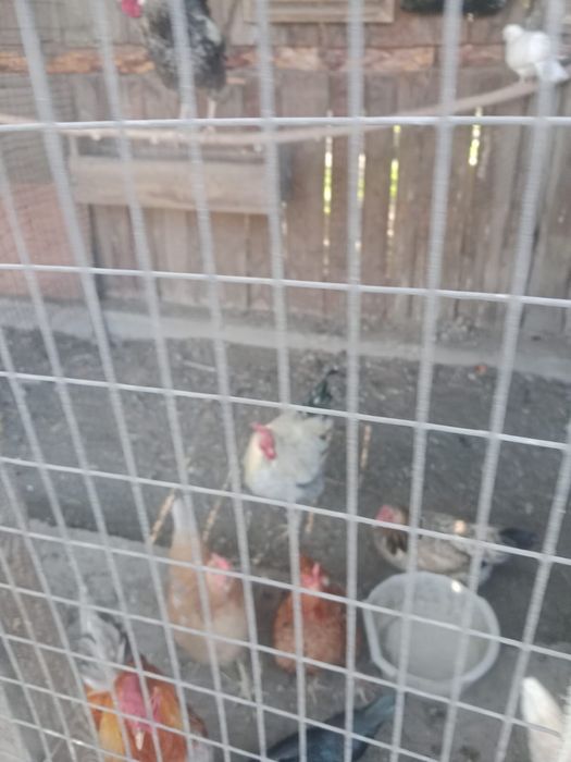 Продам 2 петуха район птичник