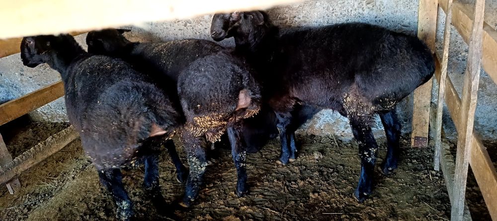 Хисори кучкорлар сотилади соглом еб ичиши зур гуш ва бокиш йуналишига