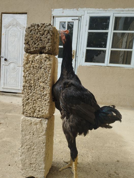 Gigant Qora shaxzoda  Гигант Кора шахзодалар